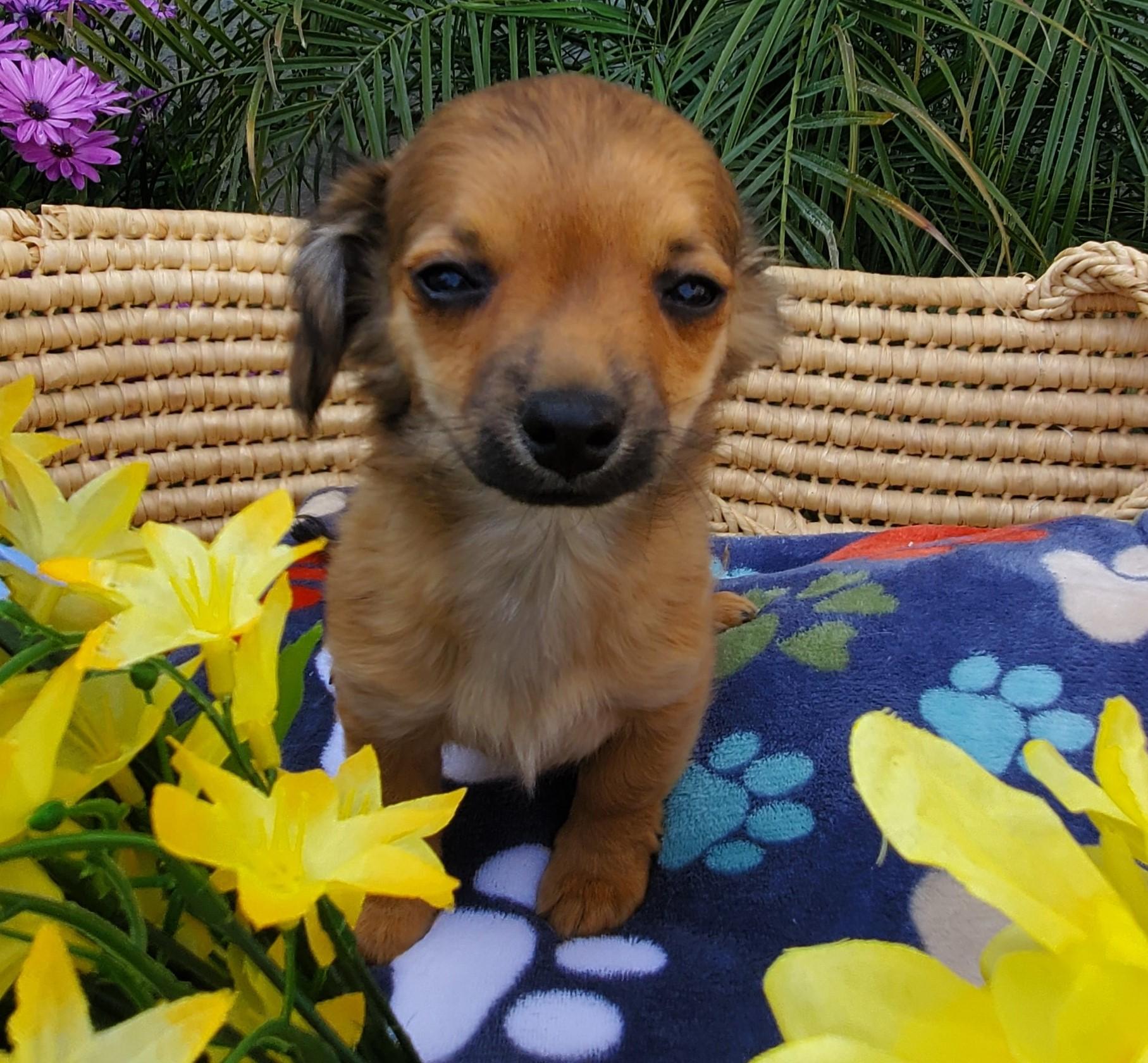 Coco, a Adopted mixed breed in Bakersfield, CA image 3/3