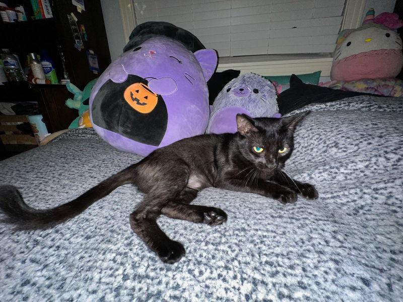 Gemma, a Adoptable Domestic Short Hair in Pineville, LA image 1/3