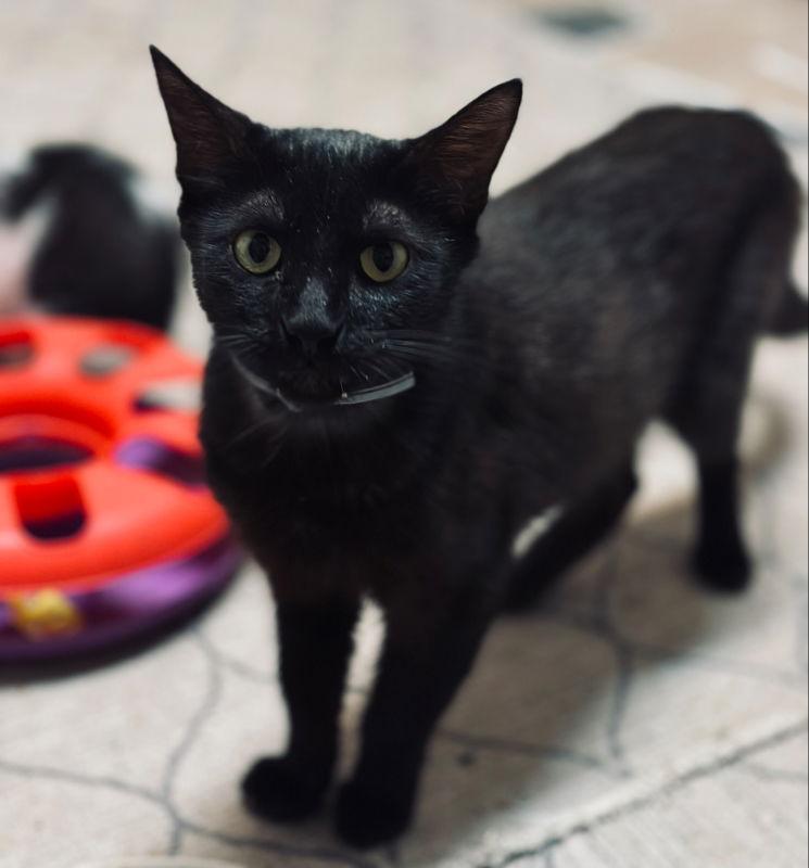 Gemma, Adoptable, Adult Female Domestic Short Hair.