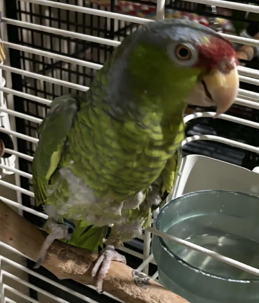 Enlarge Damien, a Adoptable Amazon in Vadnais Heights, MN image 1/3