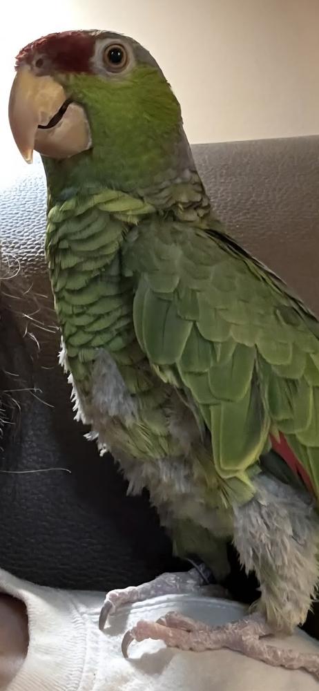 Enlarge Damien, a Adoptable Amazon in Vadnais Heights, MN image 2/3