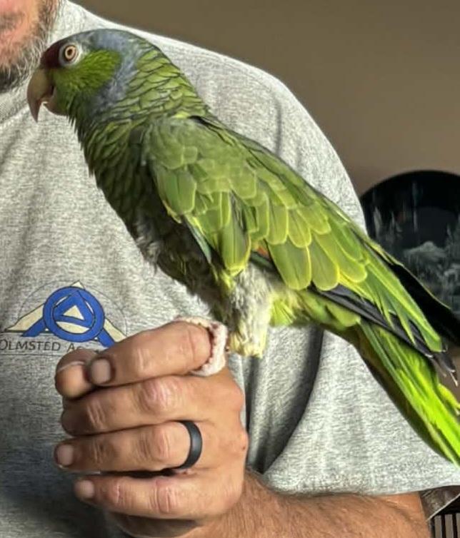 Enlarge Damien, a Adoptable Amazon in Vadnais Heights, MN image 3/3