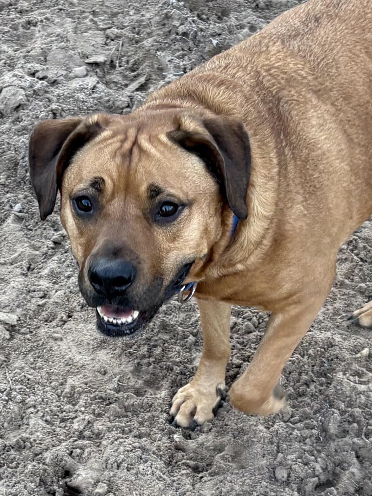 Enlarge Mikey, a ADOPTABLE Mixed Breed in Big Rapids, MI image 3/3