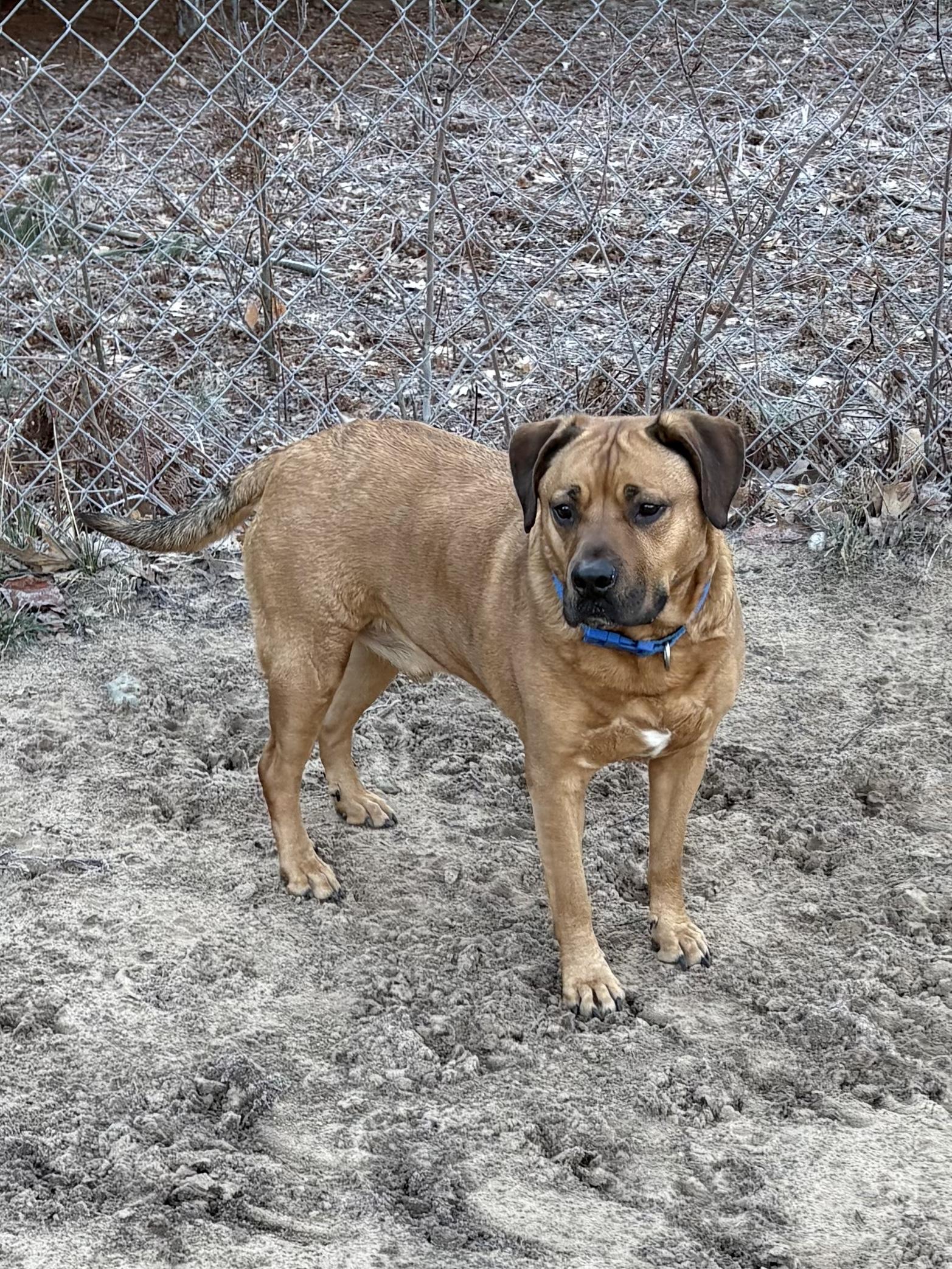 Enlarge Mikey, a ADOPTABLE Mixed Breed in Big Rapids, MI image 2/3