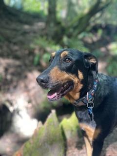 Enlarge Jack, a Adoptable mixed breed in Seattle, WA image 3/4