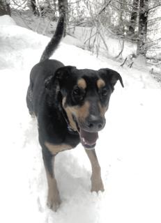 Enlarge Jack, a Adoptable mixed breed in Seattle, WA image 4/4