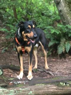Enlarge Jack, a Adoptable mixed breed in Seattle, WA image 2/4