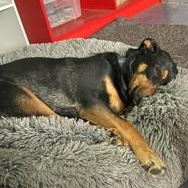 Jack, Adoptable, Adult Male Doberman Pinscher.