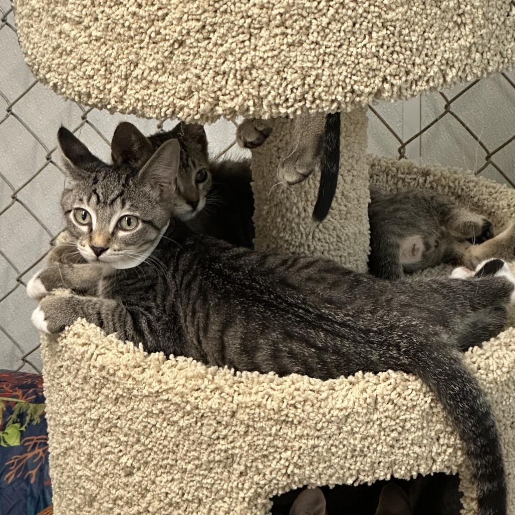Flame, Adoptable, Kitten Male Domestic Short Hair.