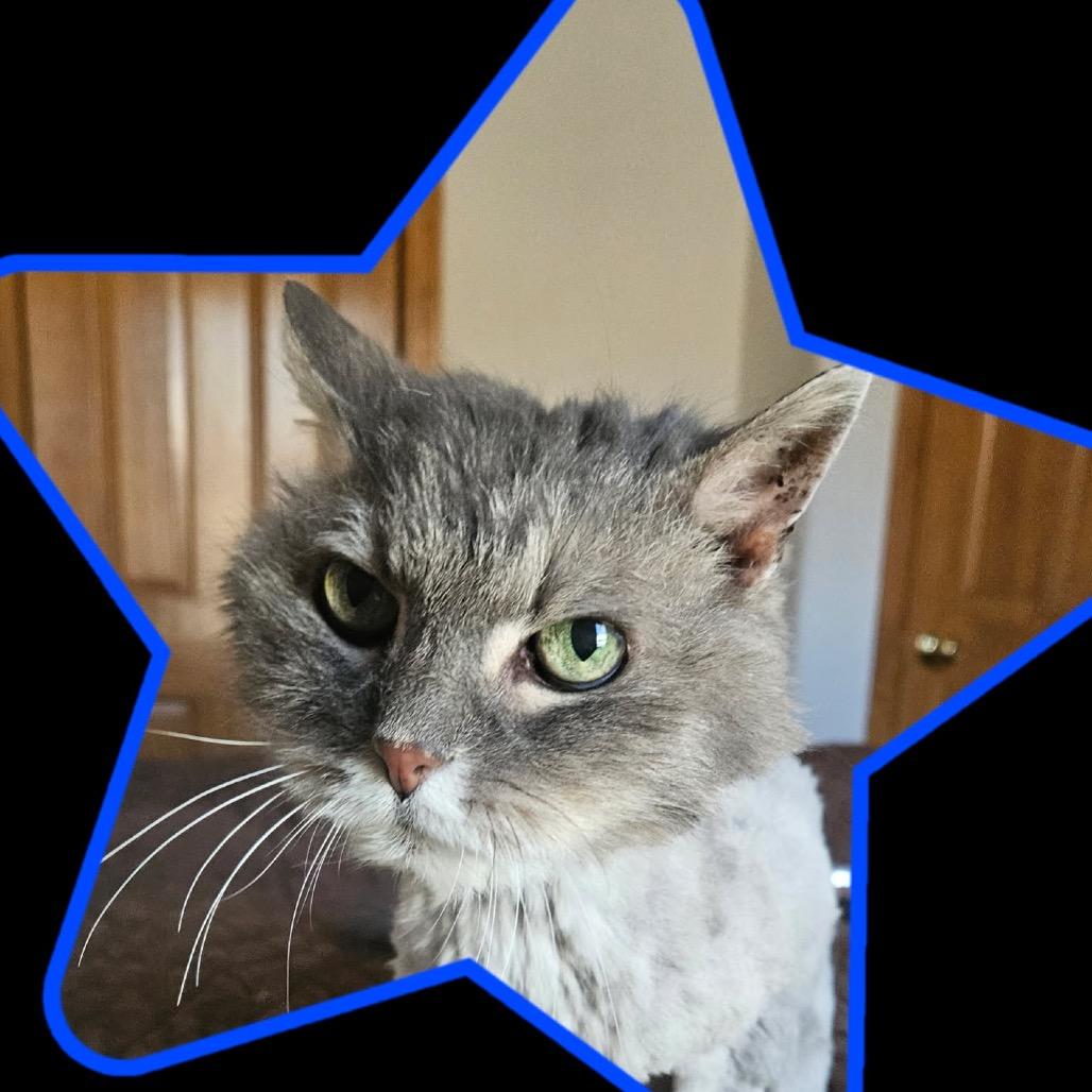 Maude, a Adoptable Domestic Long Hair in Taos, NM image 1/2