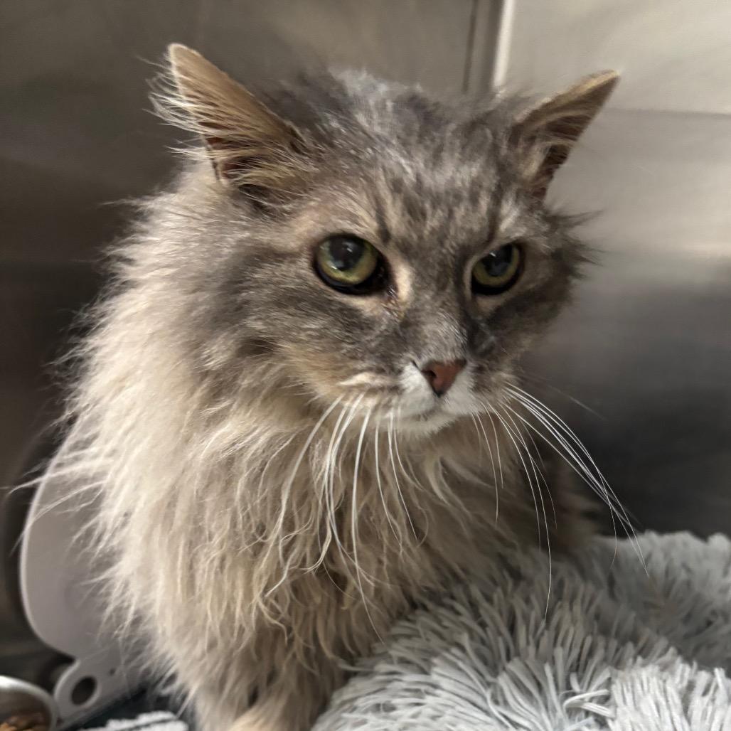 Maude, Adoptable, Senior Female Domestic Long Hair.