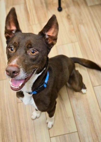 Cody, Adoptable, Adult Male Siberian Husky & Mixed Breed.