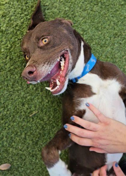 Enlarge Cody, a Adoptable mixed breed in Mansfield, TX image 2/3