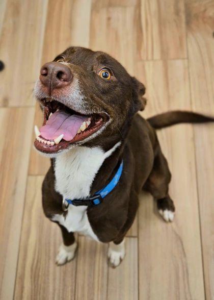 Enlarge Cody, a Adoptable mixed breed in Mansfield, TX image 3/3