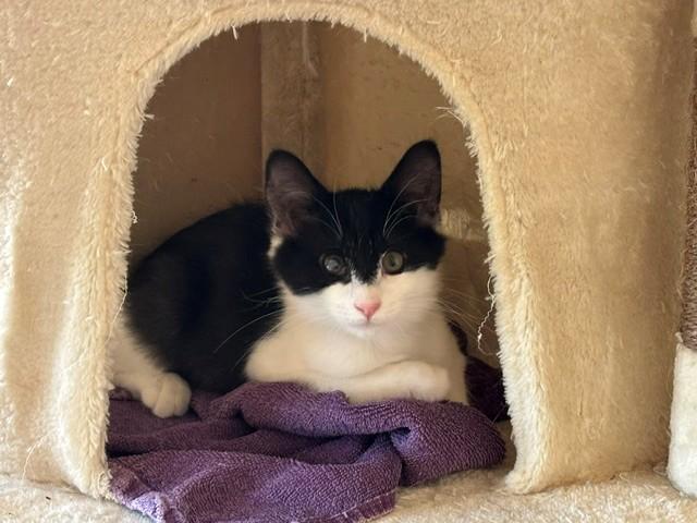 Zora, ADOPTABLE, Young Female Domestic Medium Hair.