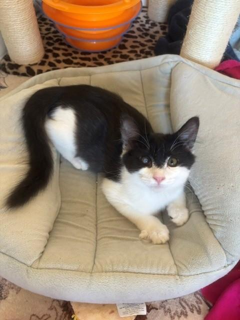 Zora, a ADOPTABLE Domestic Medium Hair in Sierra Vista, AZ image 2/3
