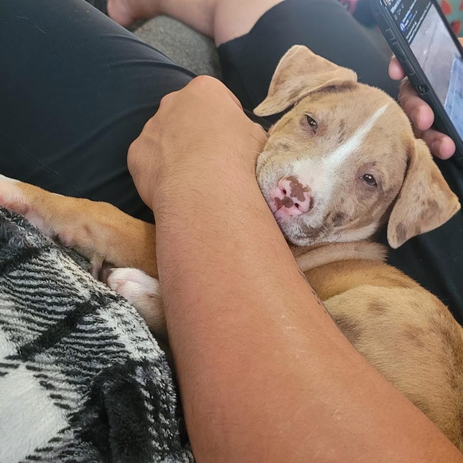 Enlarge Cheddar, a ADOPTABLE mixed breed in Olathe, KS image 1/6