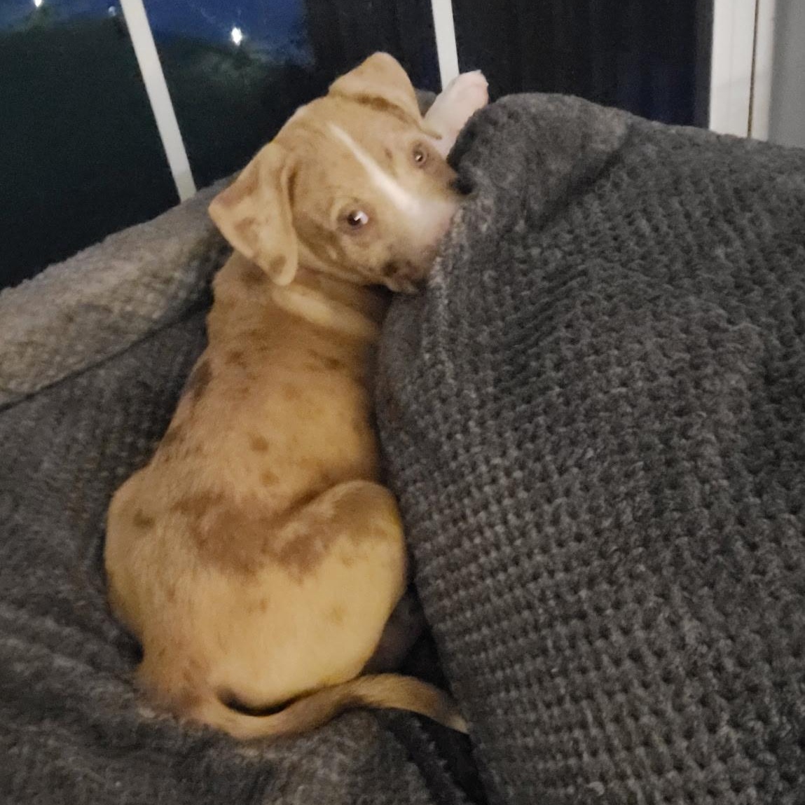 Enlarge Cheddar, a ADOPTABLE mixed breed in Olathe, KS image 2/6