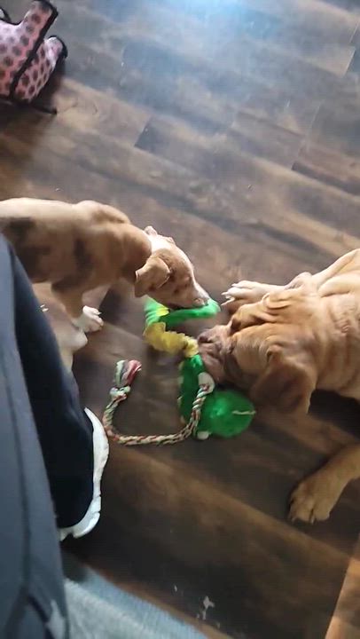 Enlarge Cheddar, a ADOPTABLE mixed breed in Olathe, KS video 5/6