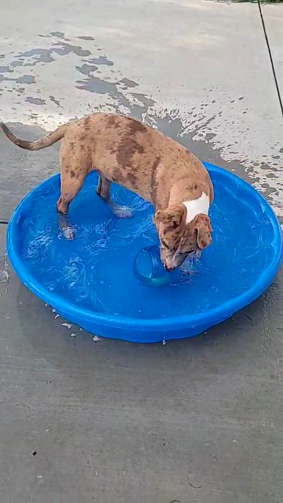 Enlarge Cheddar, a ADOPTABLE mixed breed in Olathe, KS video 4/6