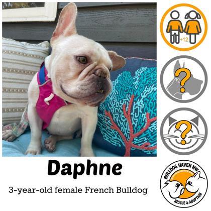 DAPHNE, Adoptable, Adult Female French Bulldog.