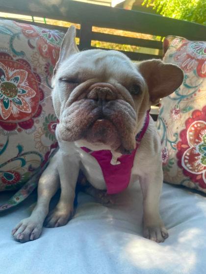 Enlarge DAPHNE, a Adoptable French Bulldog in Bonney Lake, WA image 2/3
