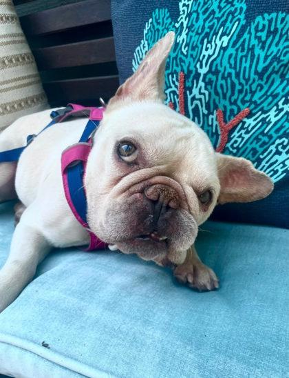 Enlarge DAPHNE, a Adoptable French Bulldog in Bonney Lake, WA image 3/3