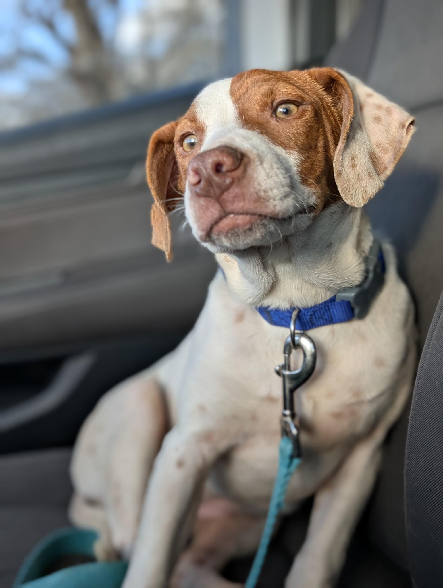 Enlarge Quinn , a ADOPTABLE mixed breed in Spring hill, TN image 2/4