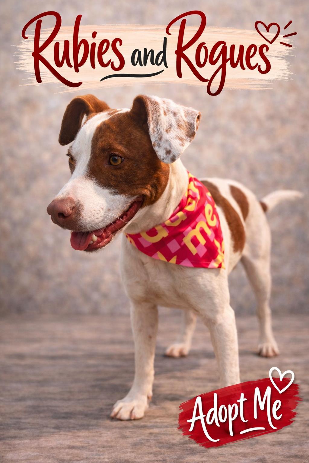 Quinn , ADOPTABLE, Young Female Mixed Breed.