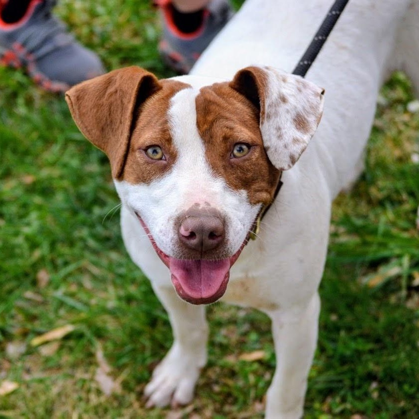 Quinn , ADOPTABLE, Young Female Pointer & Pit Bull Terrier.