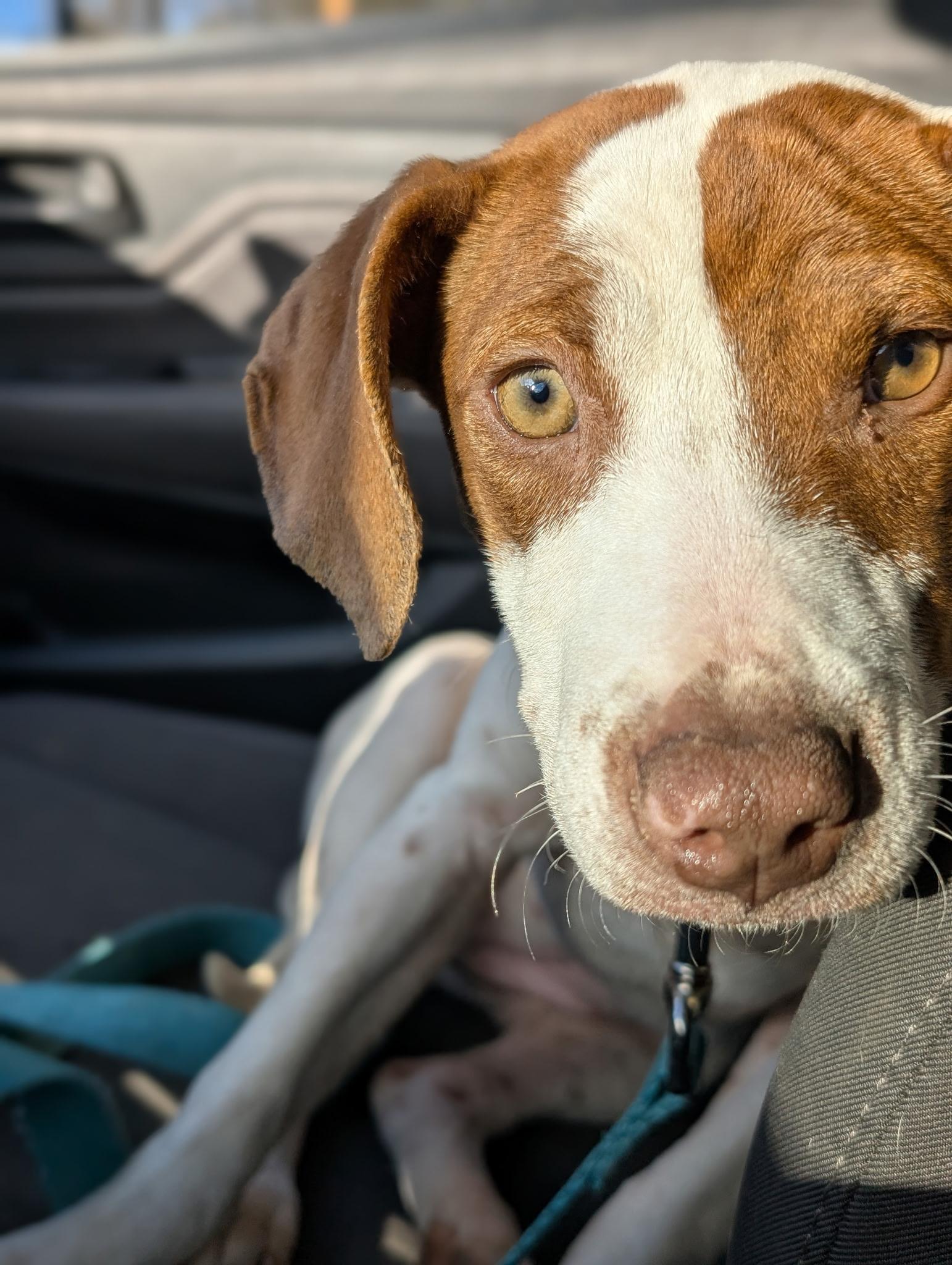 Quinn , ADOPTABLE, Puppy Female Mixed Breed.