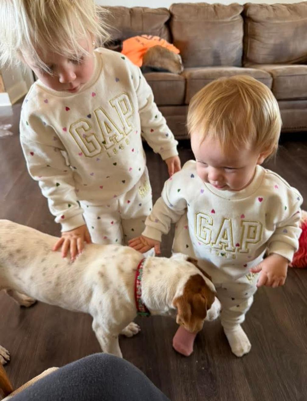 Quinn , ADOPTABLE, Puppy Female Mixed Breed.