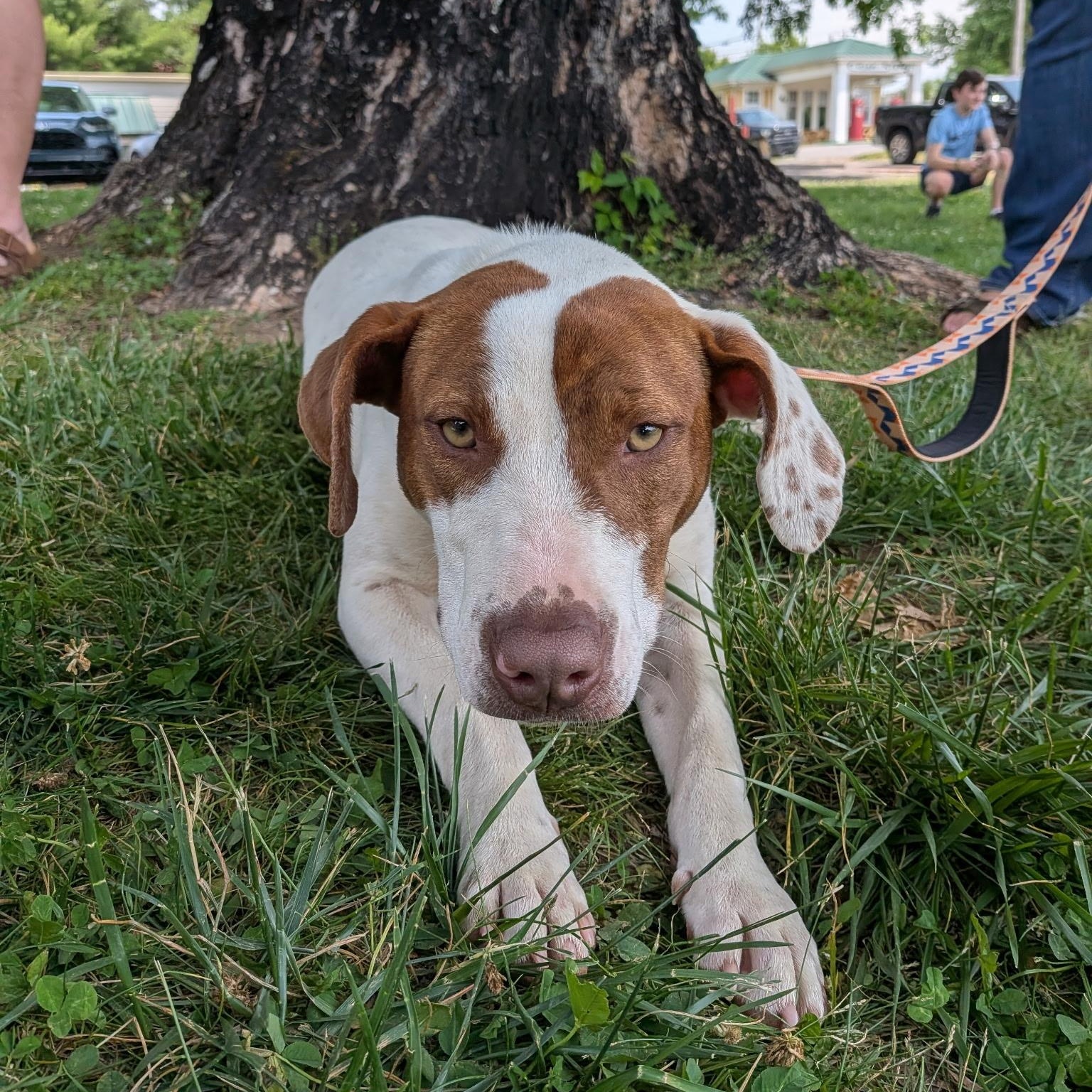 Enlarge Quinn , a ADOPTABLE mixed breed in Spring hill, TN image 6/6