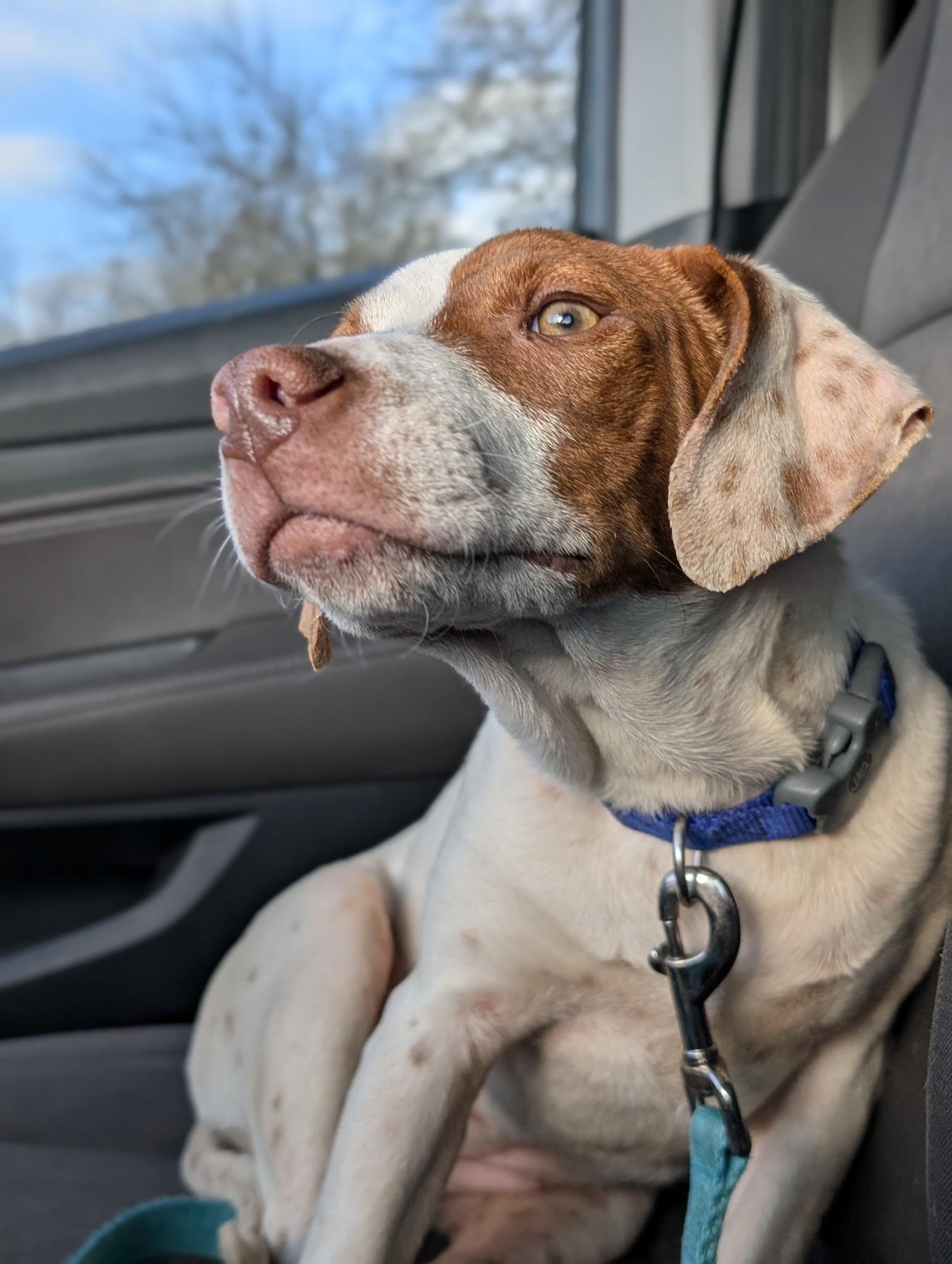 Quinn , ADOPTABLE, Puppy Female Mixed Breed.