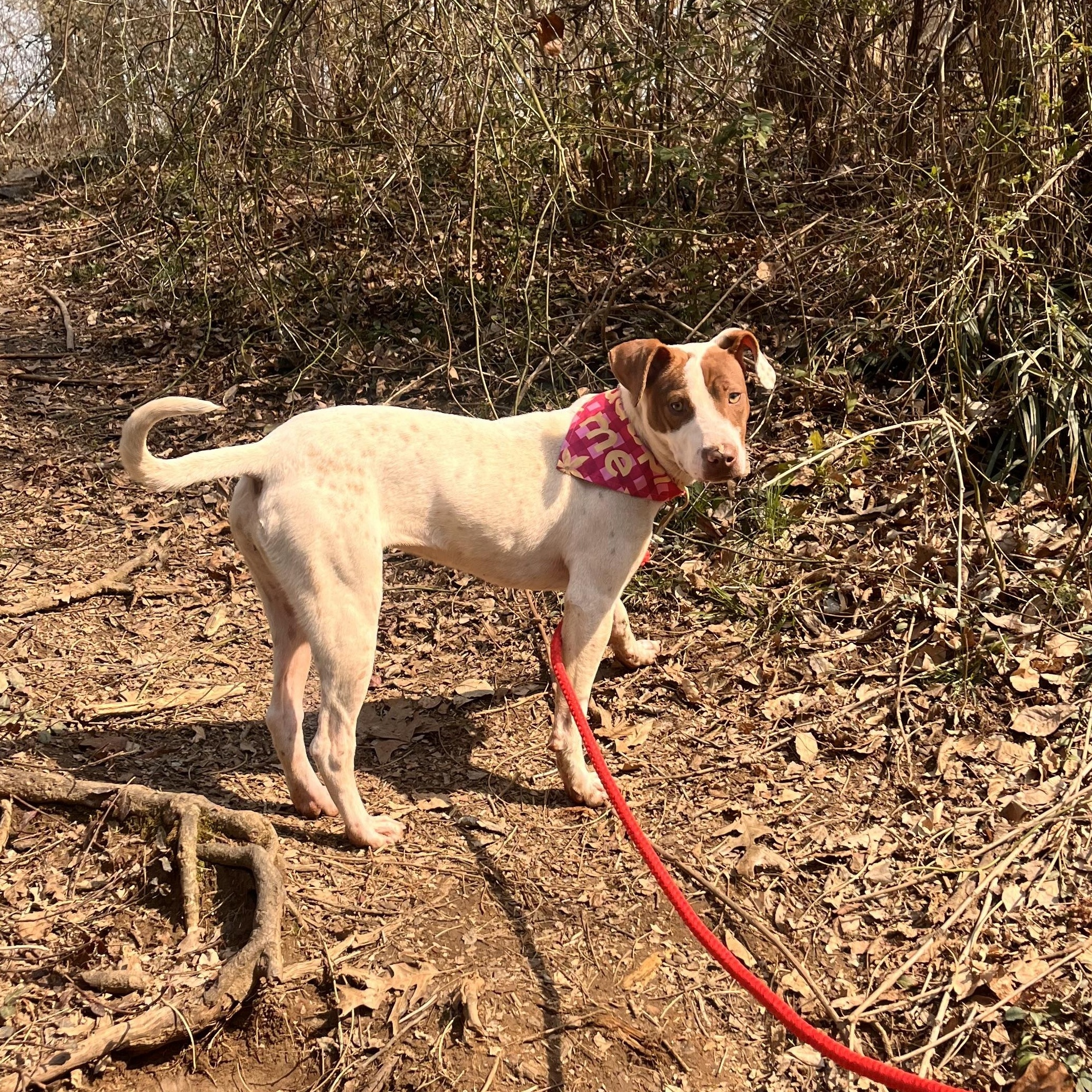 Quinn , ADOPTABLE, Puppy Female Mixed Breed.