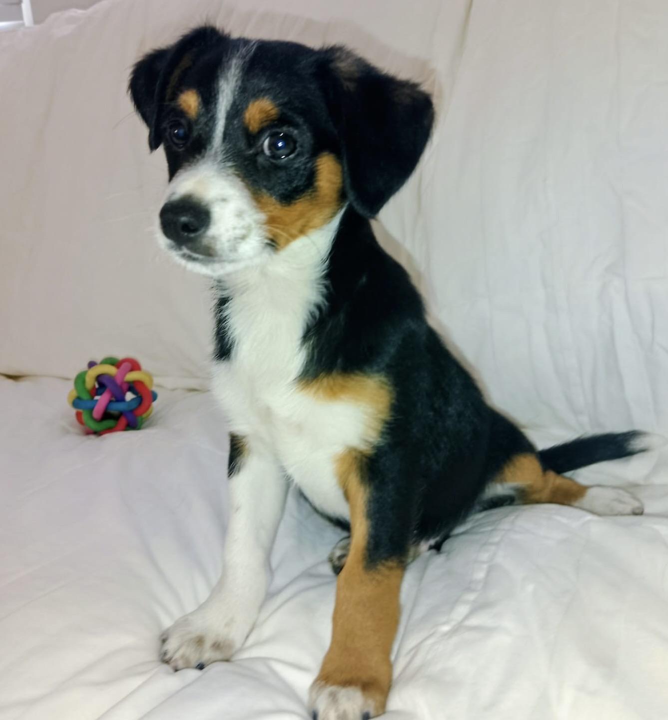 Enlarge Damien, a ADOPTABLE mixed breed in San Diego, CA image 3/5