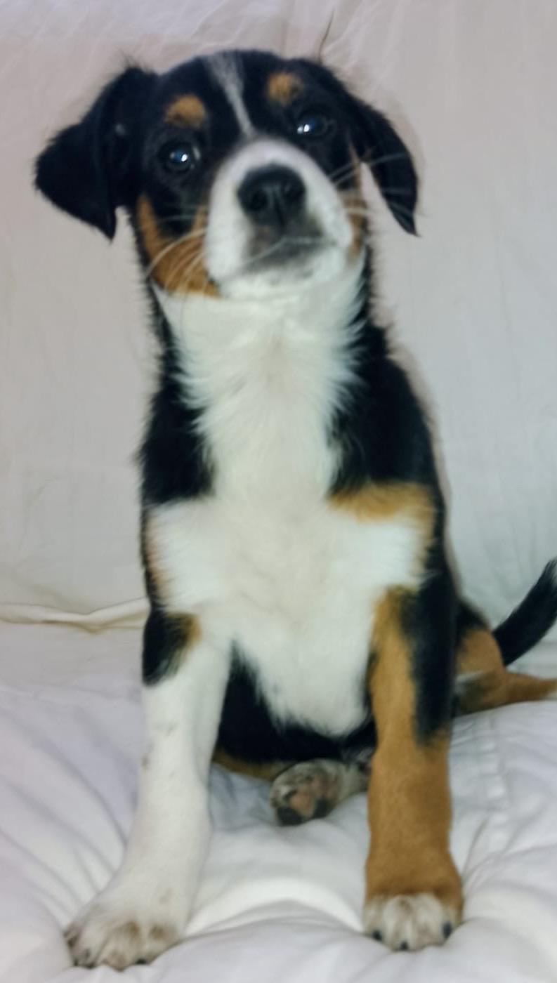 Enlarge Damien, a ADOPTABLE mixed breed in San Diego, CA image 5/5