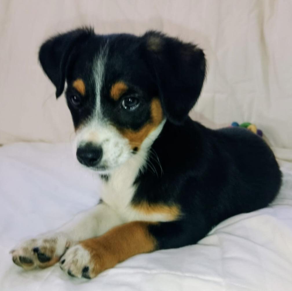 Enlarge Damien, a ADOPTABLE mixed breed in San Diego, CA image 4/5