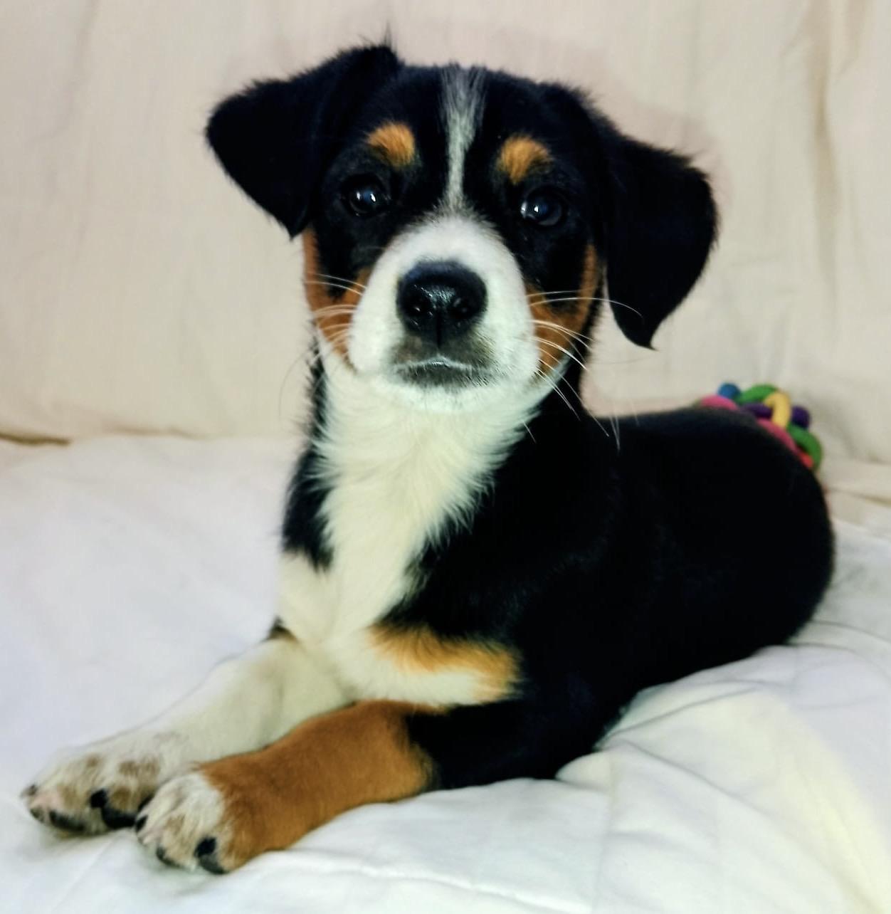 Enlarge Damien, a ADOPTABLE mixed breed in San Diego, CA image 2/5