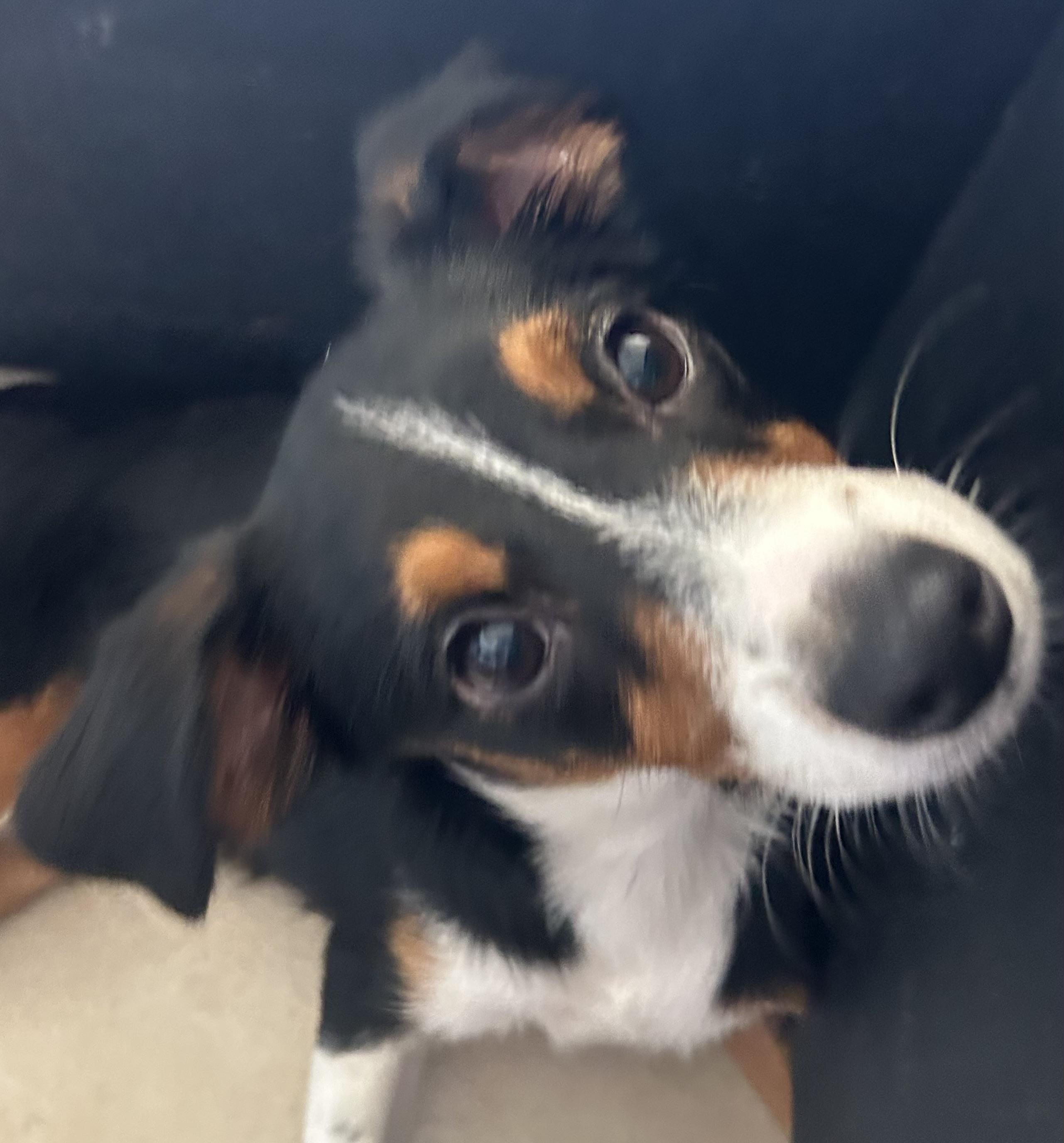 Damien, ADOPTABLE, Puppy Male Chihuahua.