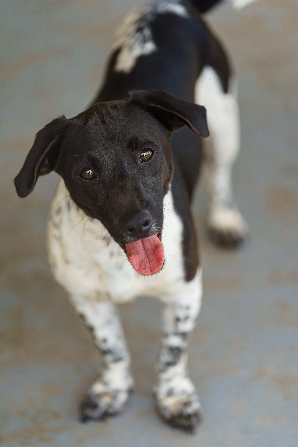 Enlarge Wayne, a Adoptable mixed breed in LAMPASAS, TX image 3/6
