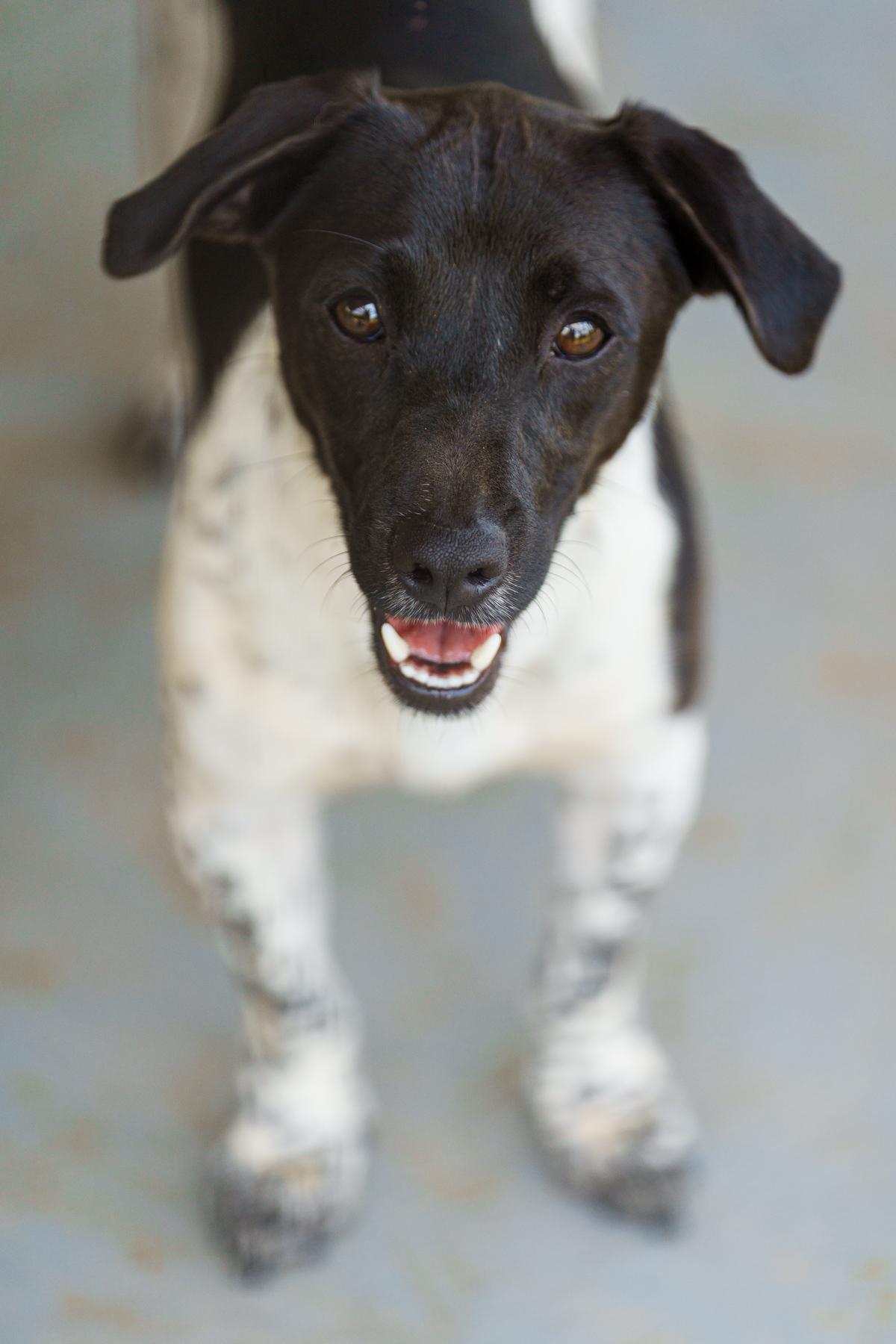 Enlarge Wayne, a Adoptable mixed breed in LAMPASAS, TX image 4/6