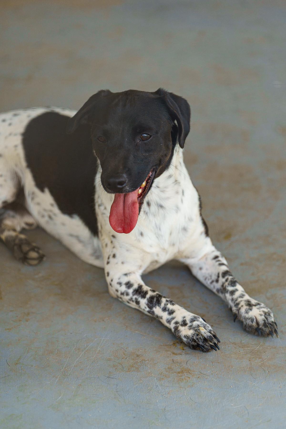 Enlarge Wayne, a Adoptable mixed breed in LAMPASAS, TX image 5/6
