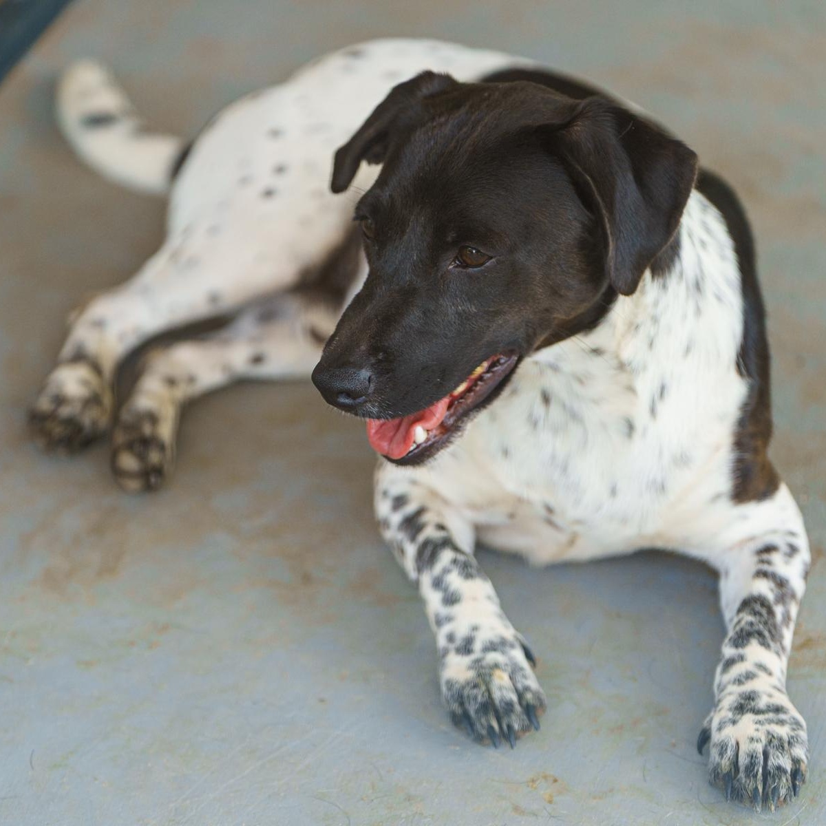 Enlarge Wayne, a Adoptable mixed breed in LAMPASAS, TX image 6/6