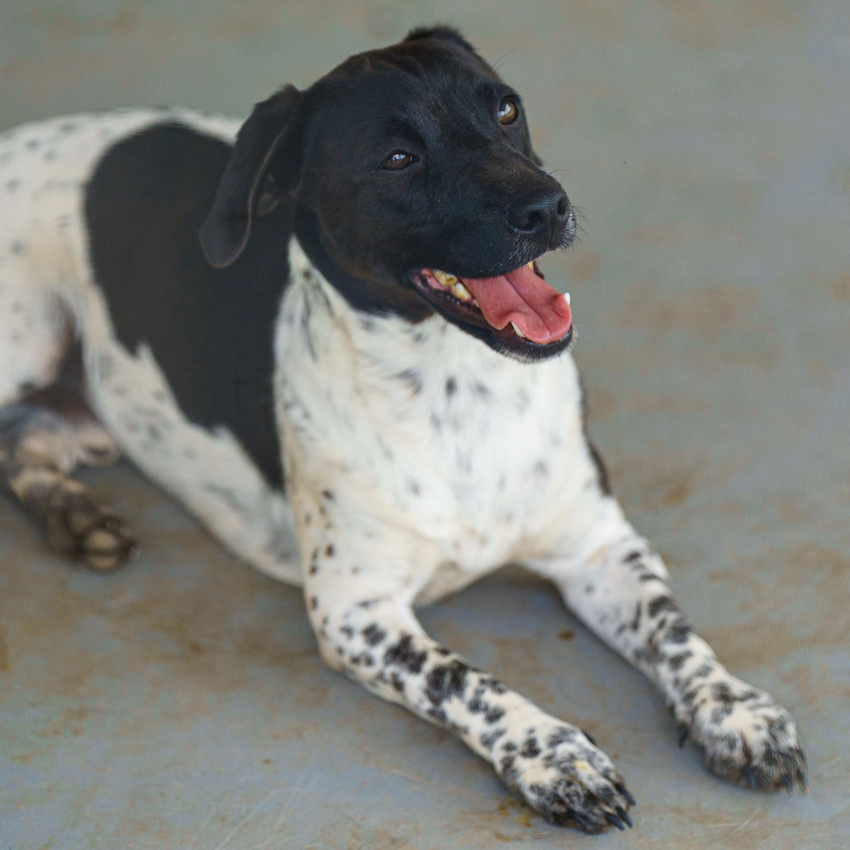 Enlarge Wayne, a Adoptable mixed breed in LAMPASAS, TX image 1/6