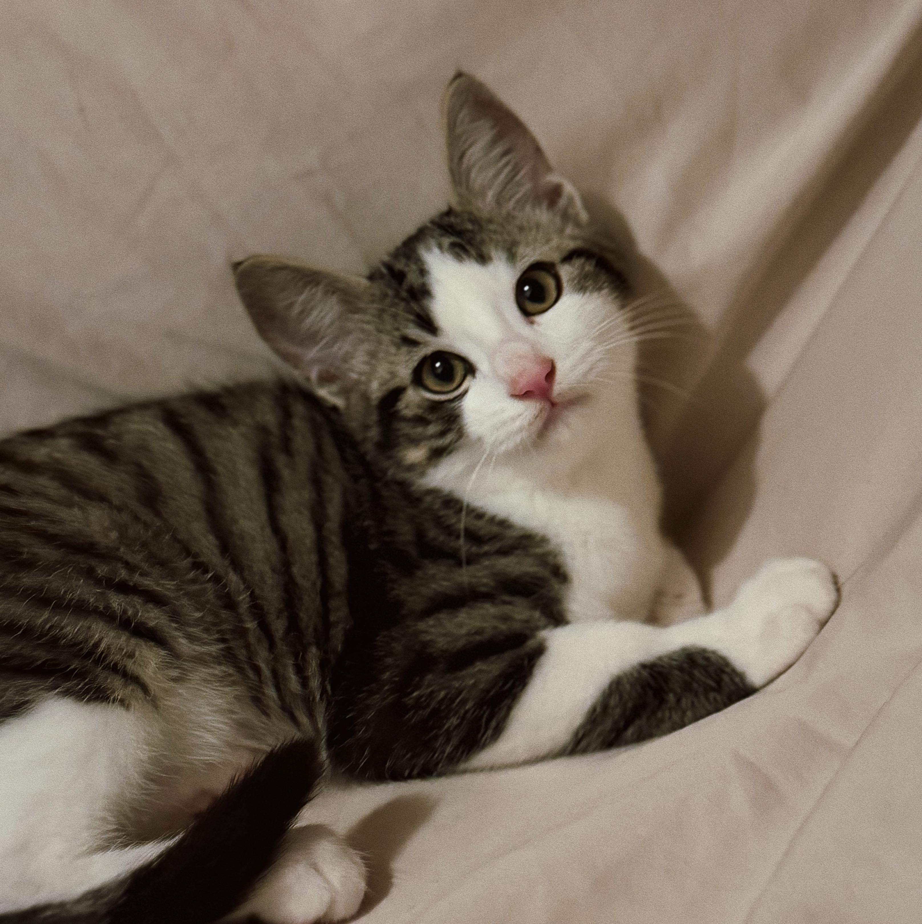 Beau, Adoptable, Kitten Male Domestic Short Hair.