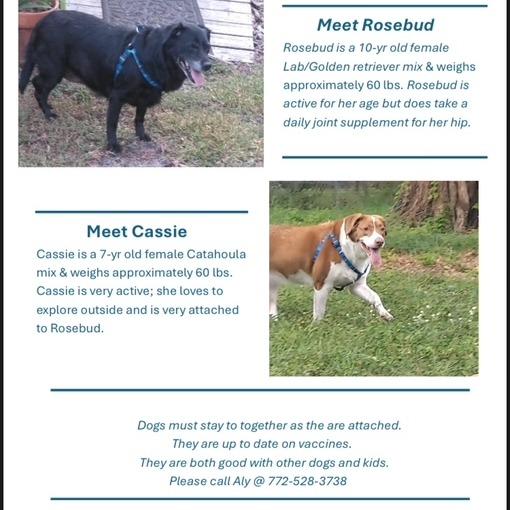 Enlarge CASSIE, a Adoptable mixed breed in Indiantown, FL image 1/3