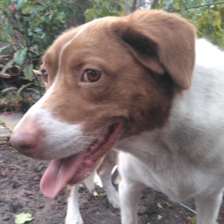 Enlarge CASSIE, a Adoptable mixed breed in Indiantown, FL image 2/3