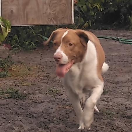 Enlarge CASSIE, a Adoptable mixed breed in Indiantown, FL image 3/3