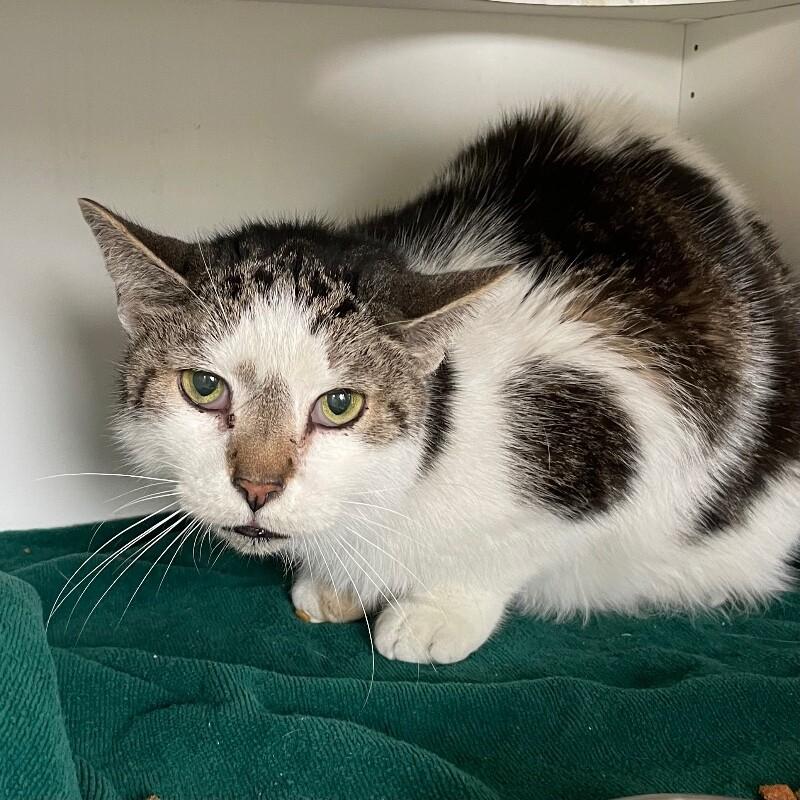 Roy, Adoptable, Senior Male Domestic Short Hair.